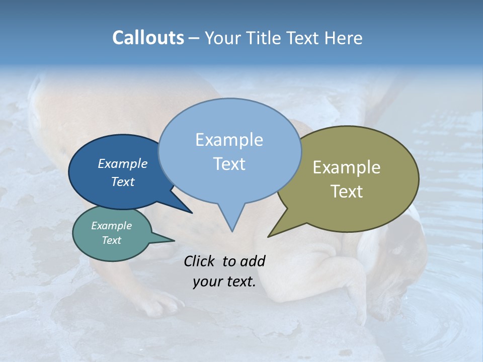 Bulldog Drinking From Swimming Pool PowerPoint Template