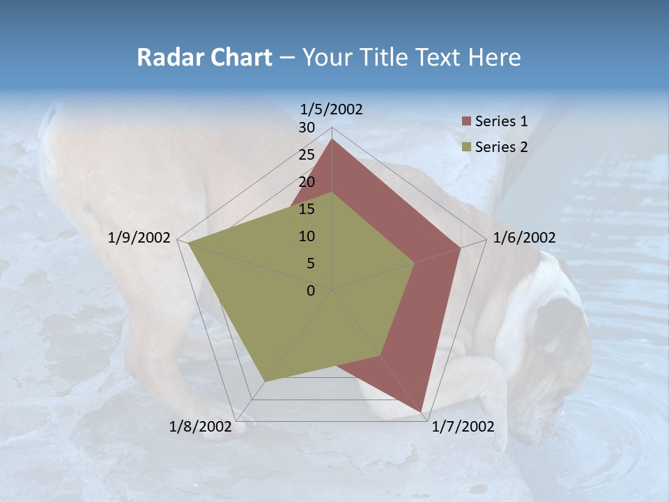 Bulldog Drinking From Swimming Pool PowerPoint Template