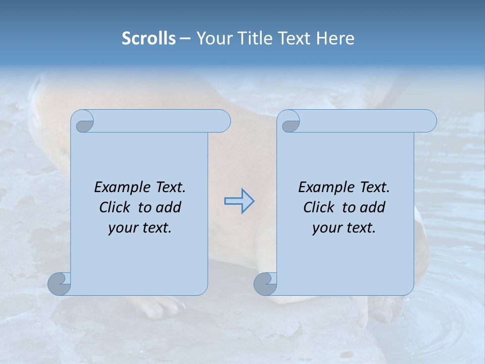 Bulldog Drinking From Swimming Pool PowerPoint Template