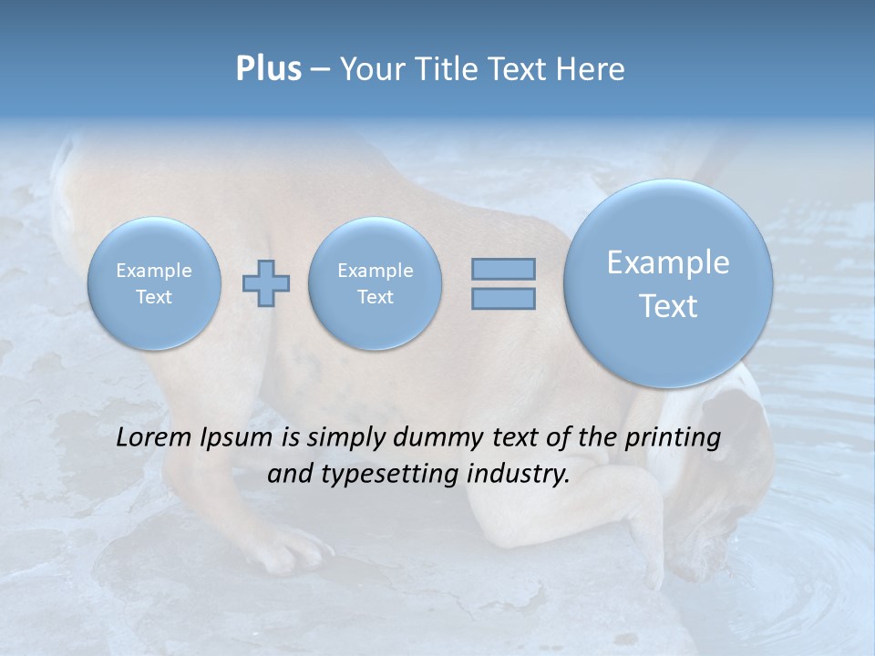 Bulldog Drinking From Swimming Pool PowerPoint Template