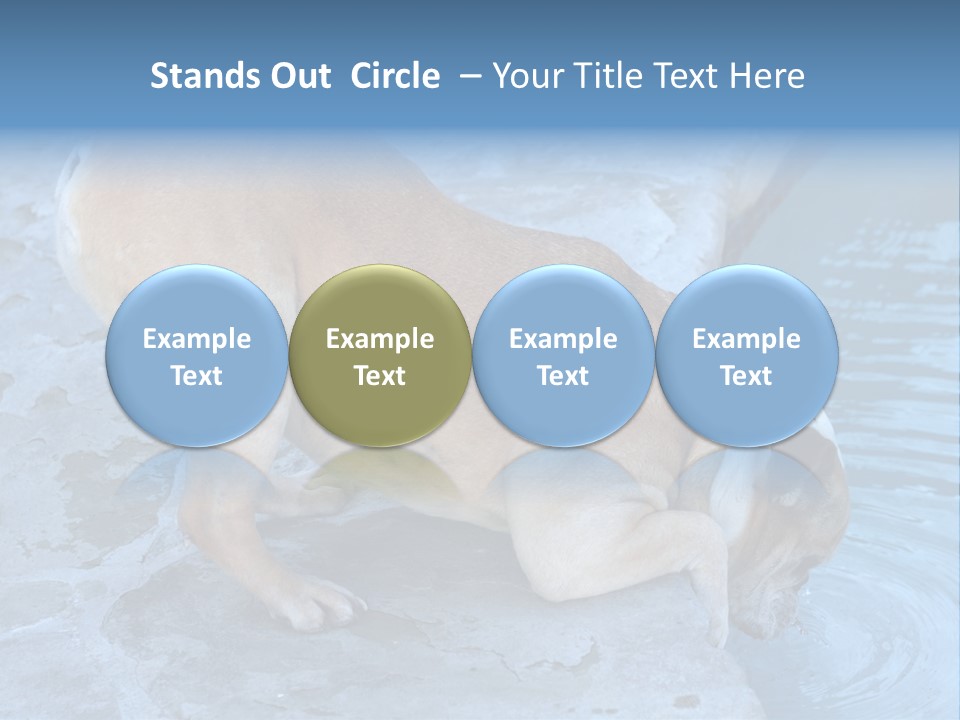 Bulldog Drinking From Swimming Pool PowerPoint Template