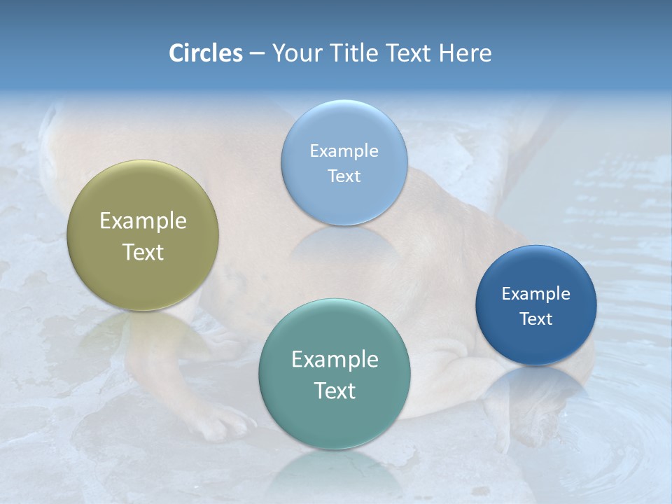 Bulldog Drinking From Swimming Pool PowerPoint Template