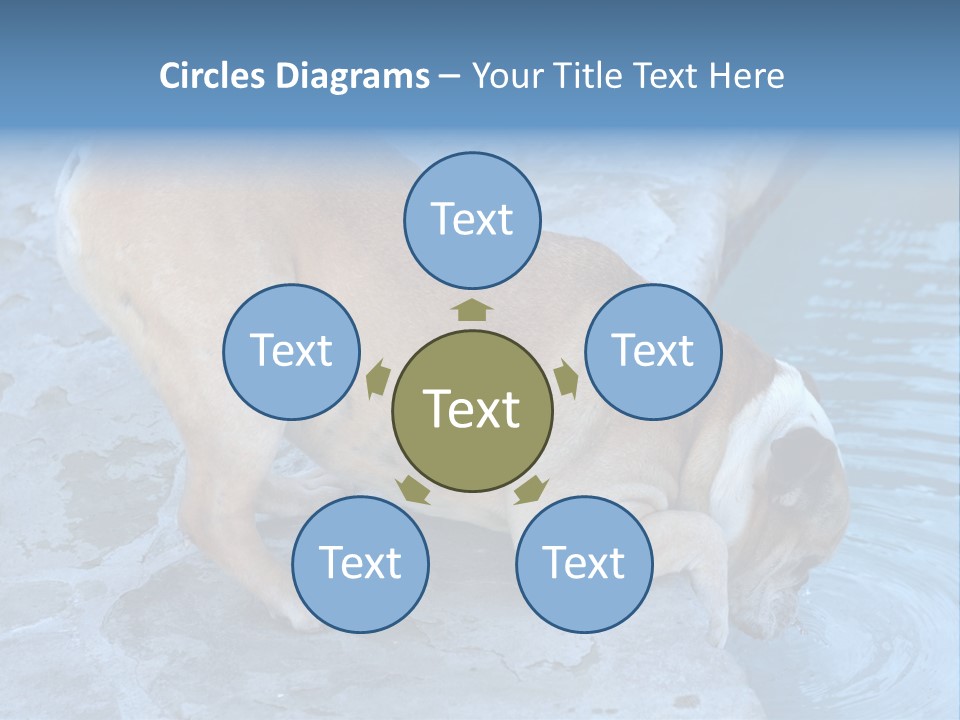 Bulldog Drinking From Swimming Pool PowerPoint Template