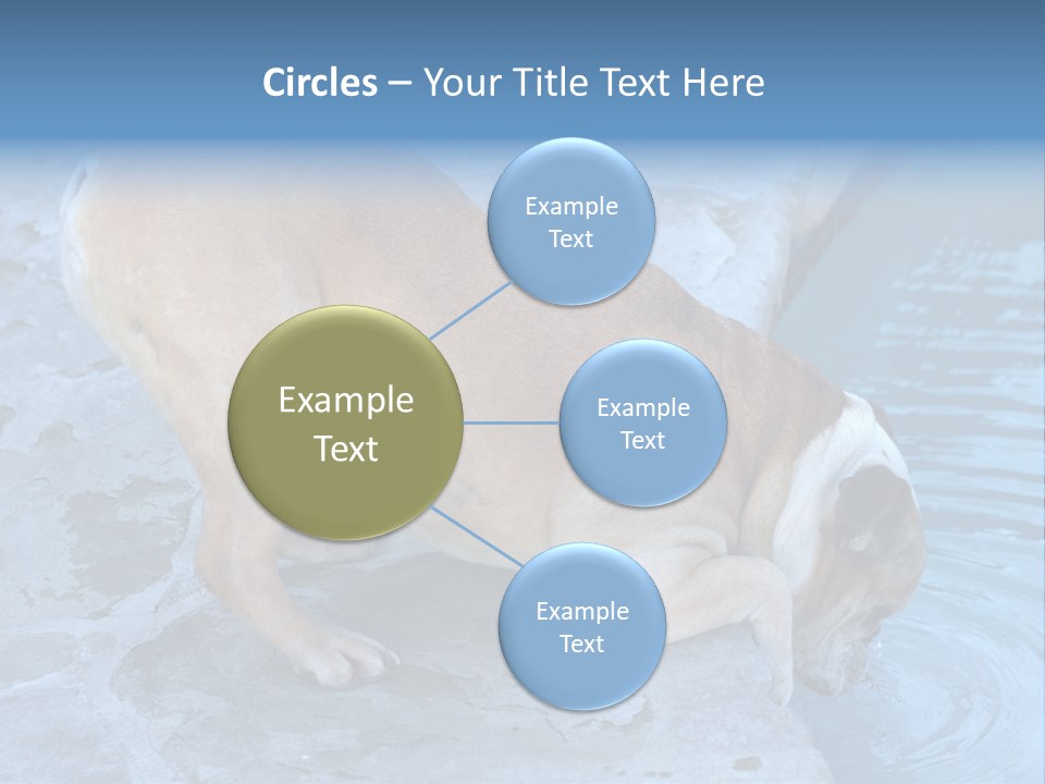 Bulldog Drinking From Swimming Pool PowerPoint Template