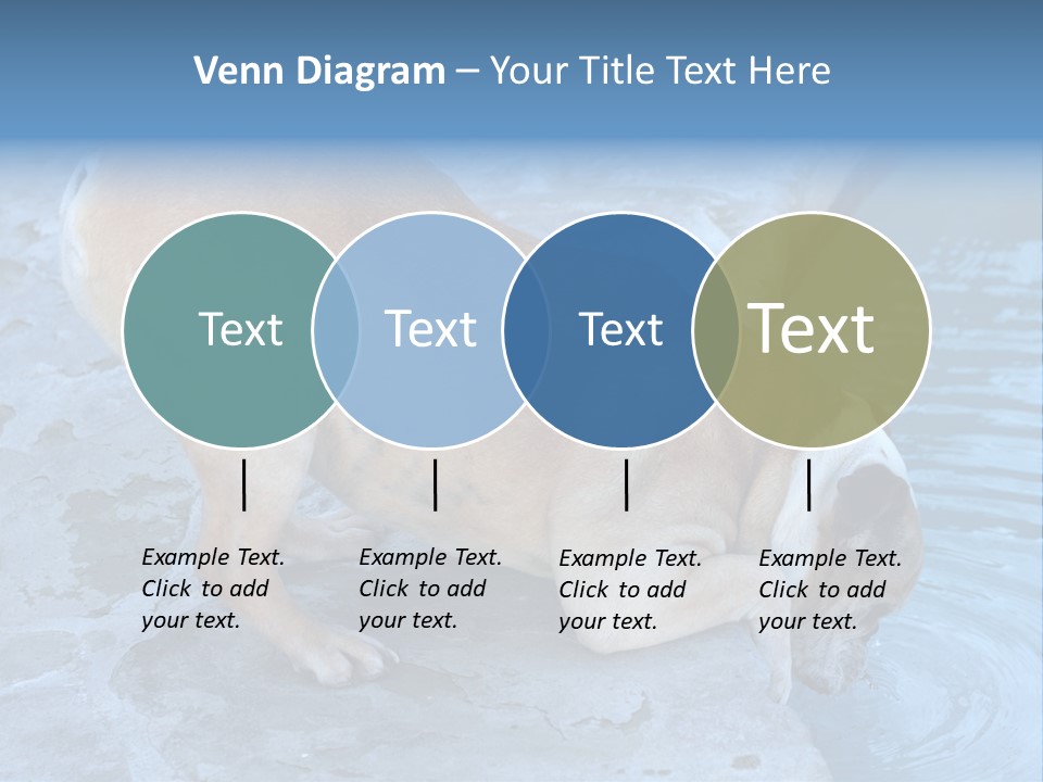 Bulldog Drinking From Swimming Pool PowerPoint Template