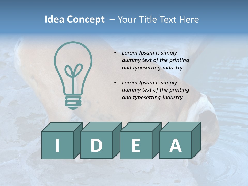 Bulldog Drinking From Swimming Pool PowerPoint Template