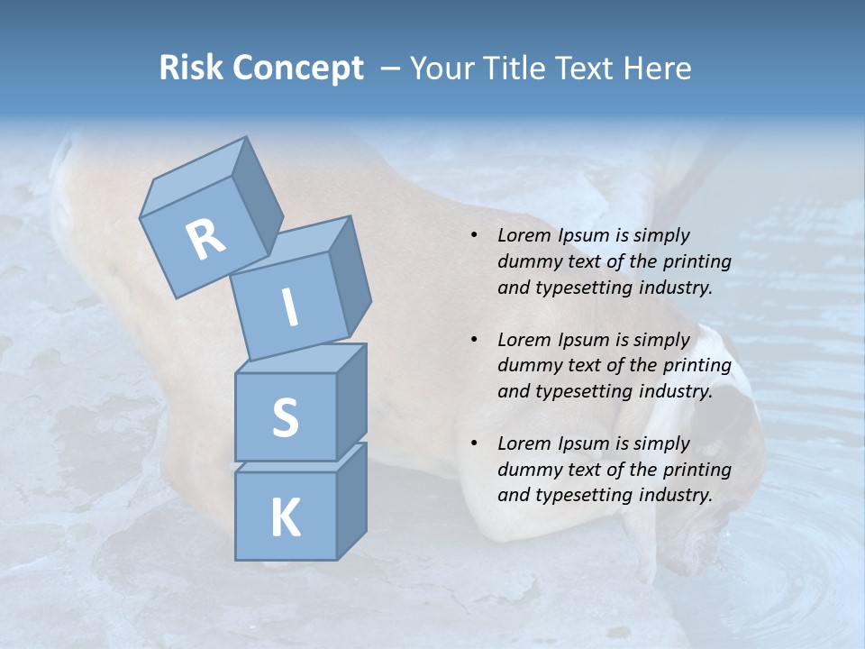 Bulldog Drinking From Swimming Pool PowerPoint Template