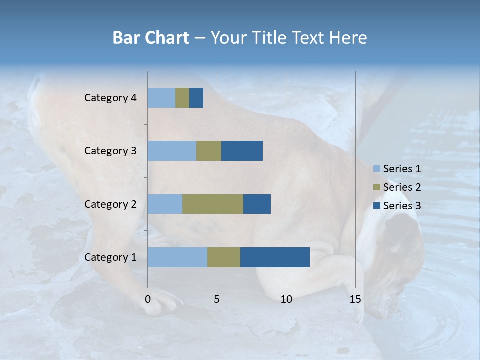 Bulldog Drinking From Swimming Pool PowerPoint Template