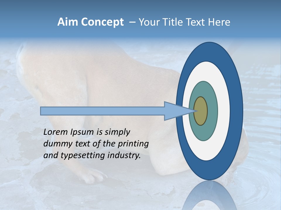 Bulldog Drinking From Swimming Pool PowerPoint Template