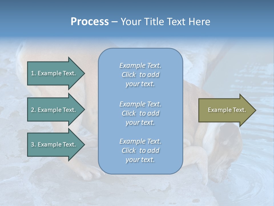 Bulldog Drinking From Swimming Pool PowerPoint Template
