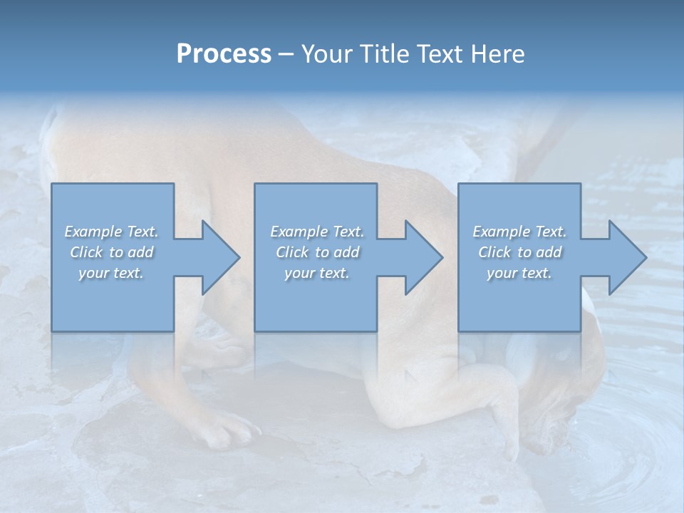 Bulldog Drinking From Swimming Pool PowerPoint Template