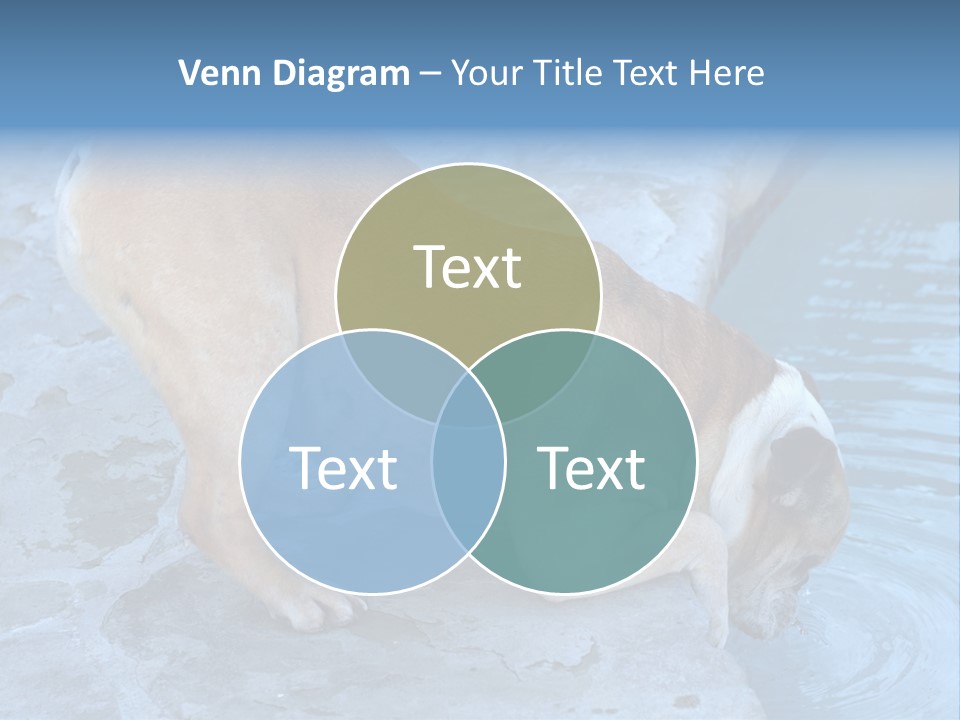 Bulldog Drinking From Swimming Pool PowerPoint Template