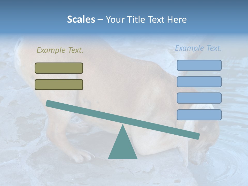 Bulldog Drinking From Swimming Pool PowerPoint Template