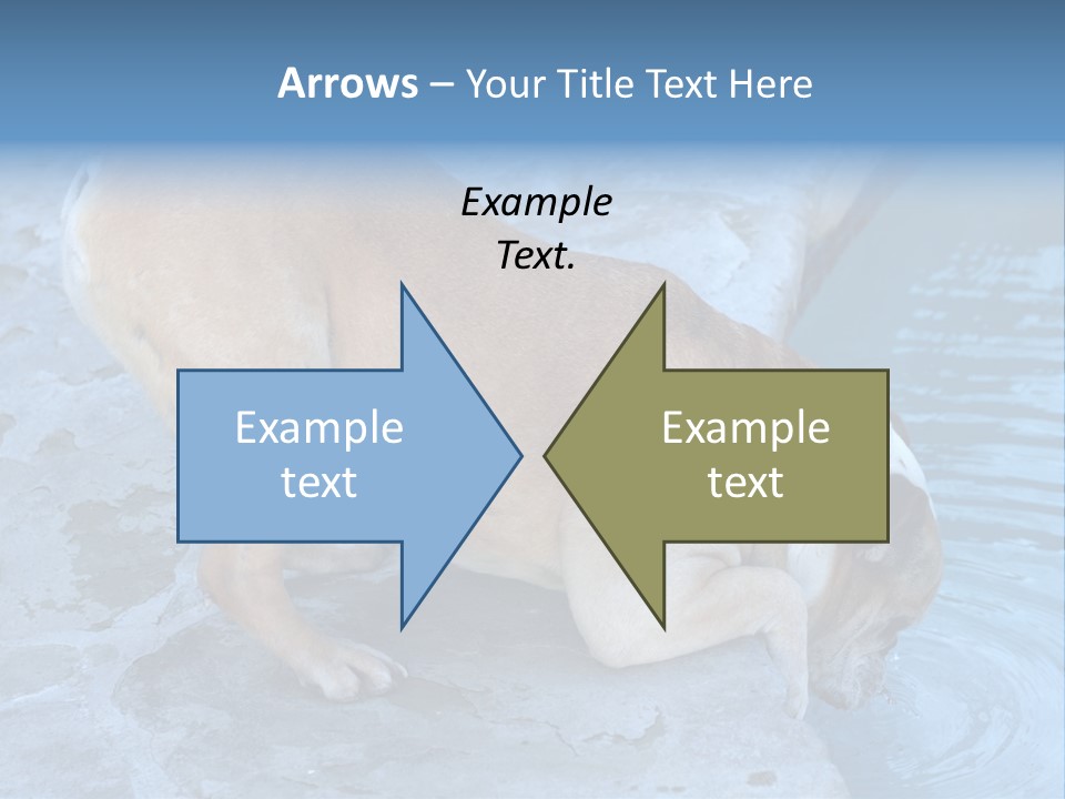 Bulldog Drinking From Swimming Pool PowerPoint Template