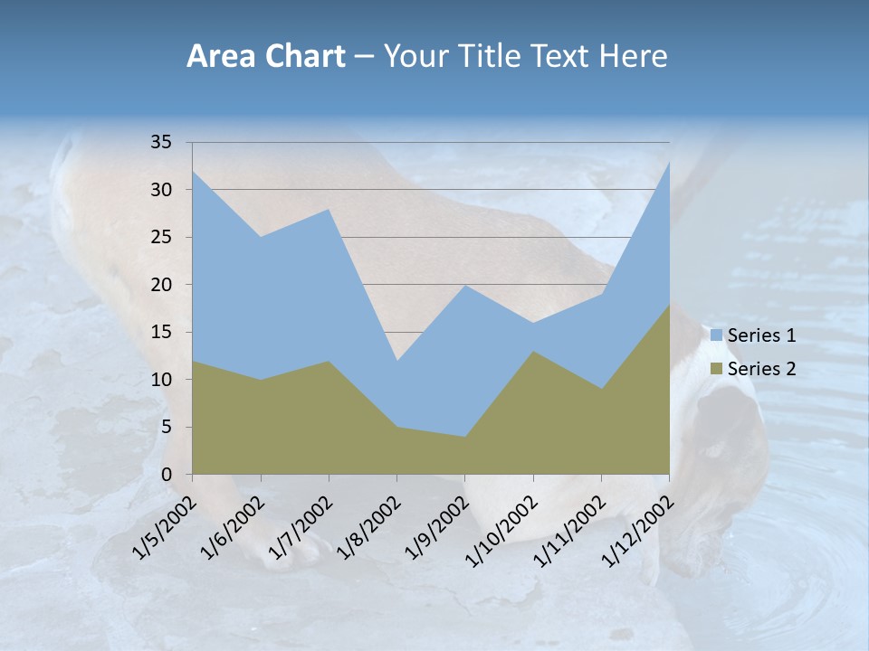 Bulldog Drinking From Swimming Pool PowerPoint Template
