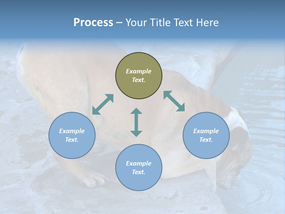 Bulldog Drinking From Swimming Pool PowerPoint Template