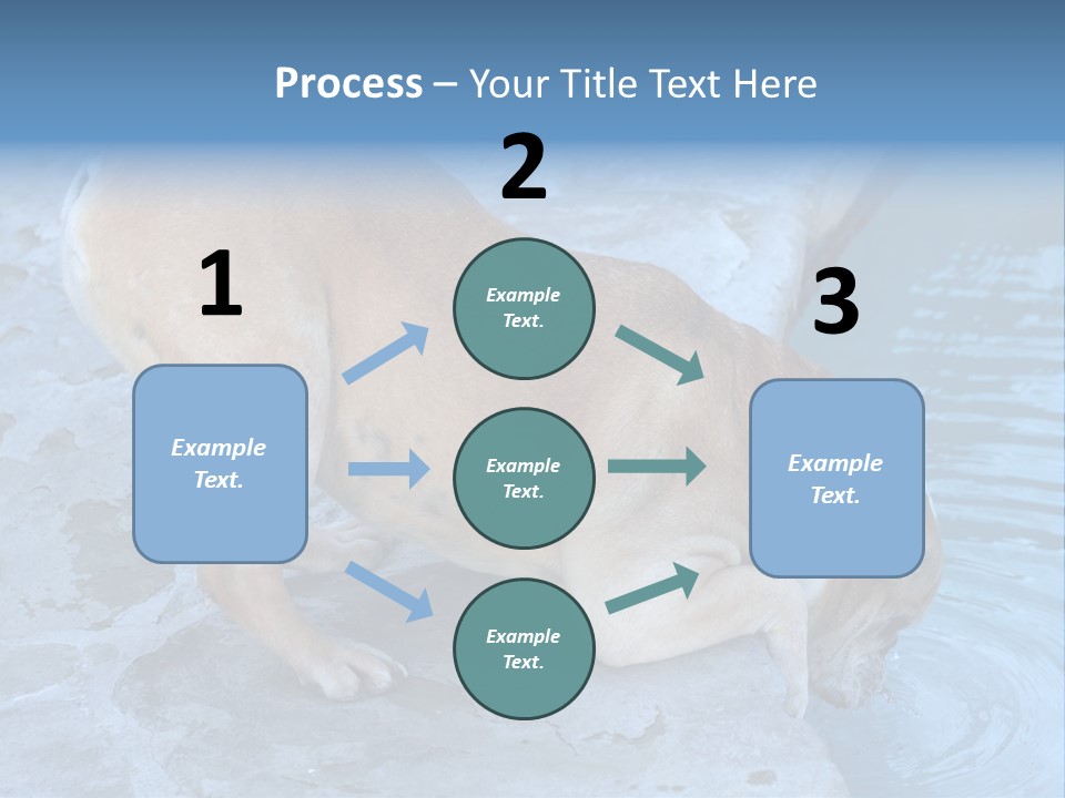 Bulldog Drinking From Swimming Pool PowerPoint Template