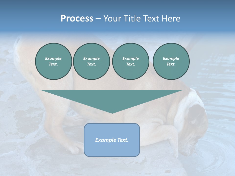 Bulldog Drinking From Swimming Pool PowerPoint Template