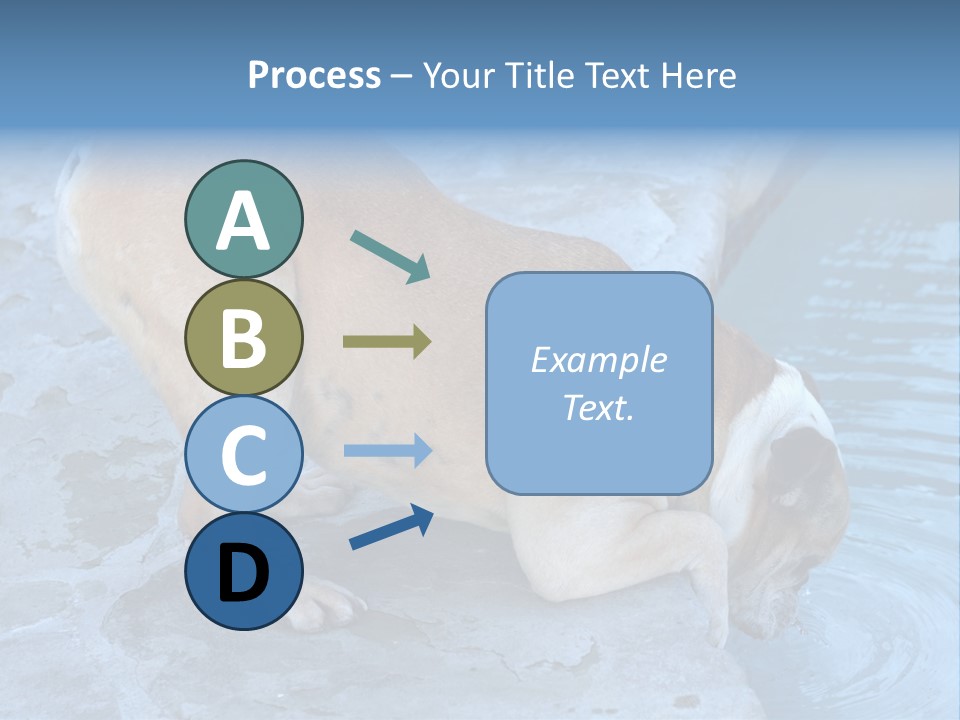 Bulldog Drinking From Swimming Pool PowerPoint Template