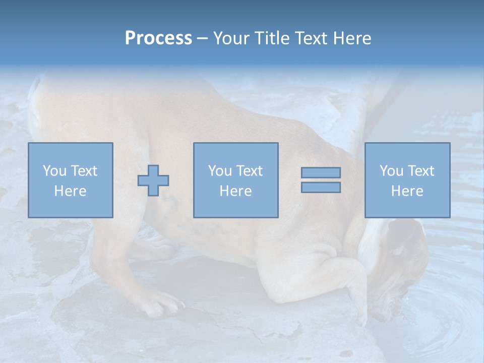 Bulldog Drinking From Swimming Pool PowerPoint Template