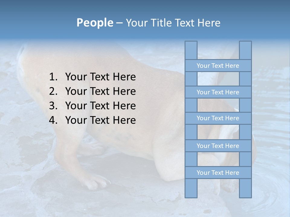 Bulldog Drinking From Swimming Pool PowerPoint Template