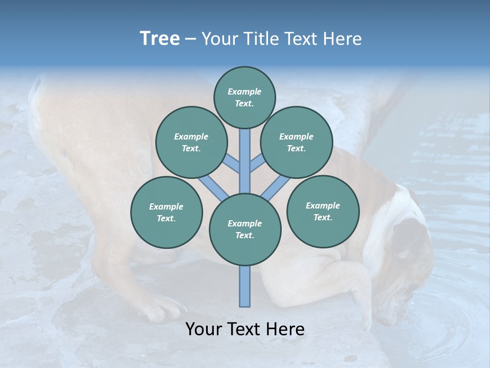 Bulldog Drinking From Swimming Pool PowerPoint Template