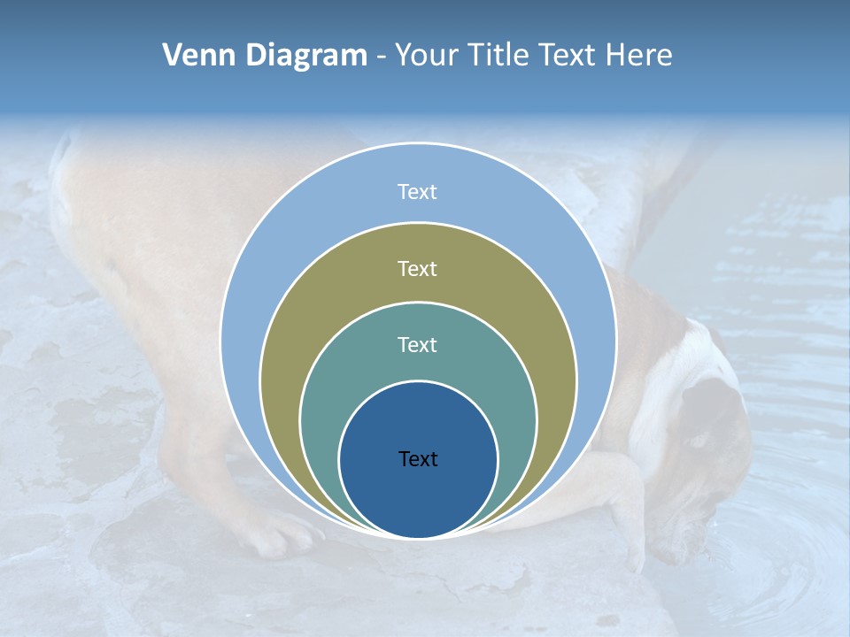 Bulldog Drinking From Swimming Pool PowerPoint Template