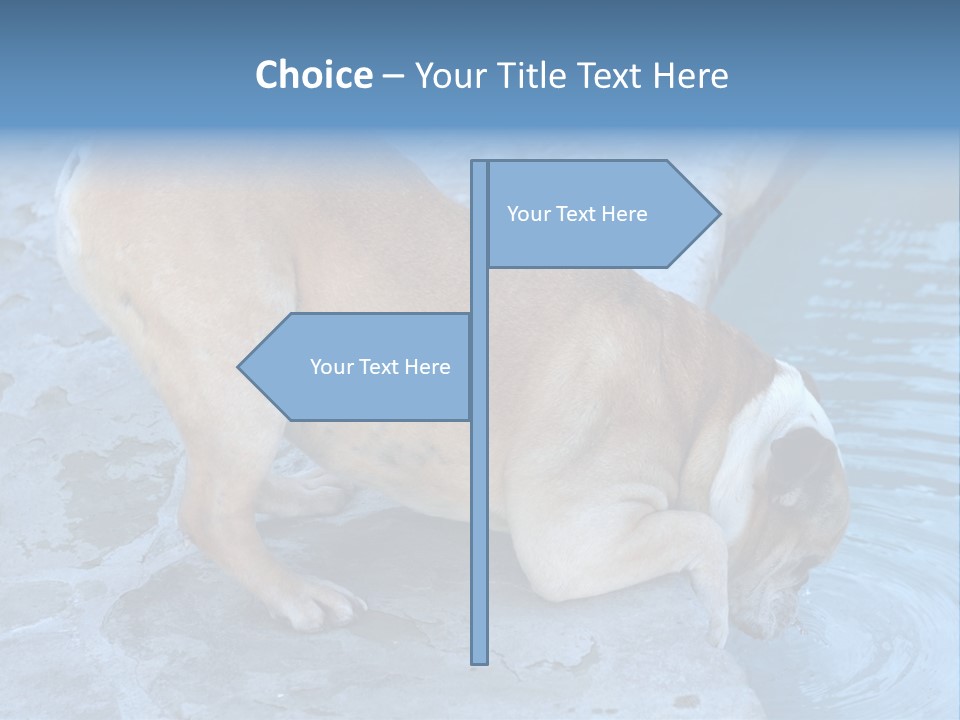 Bulldog Drinking From Swimming Pool PowerPoint Template