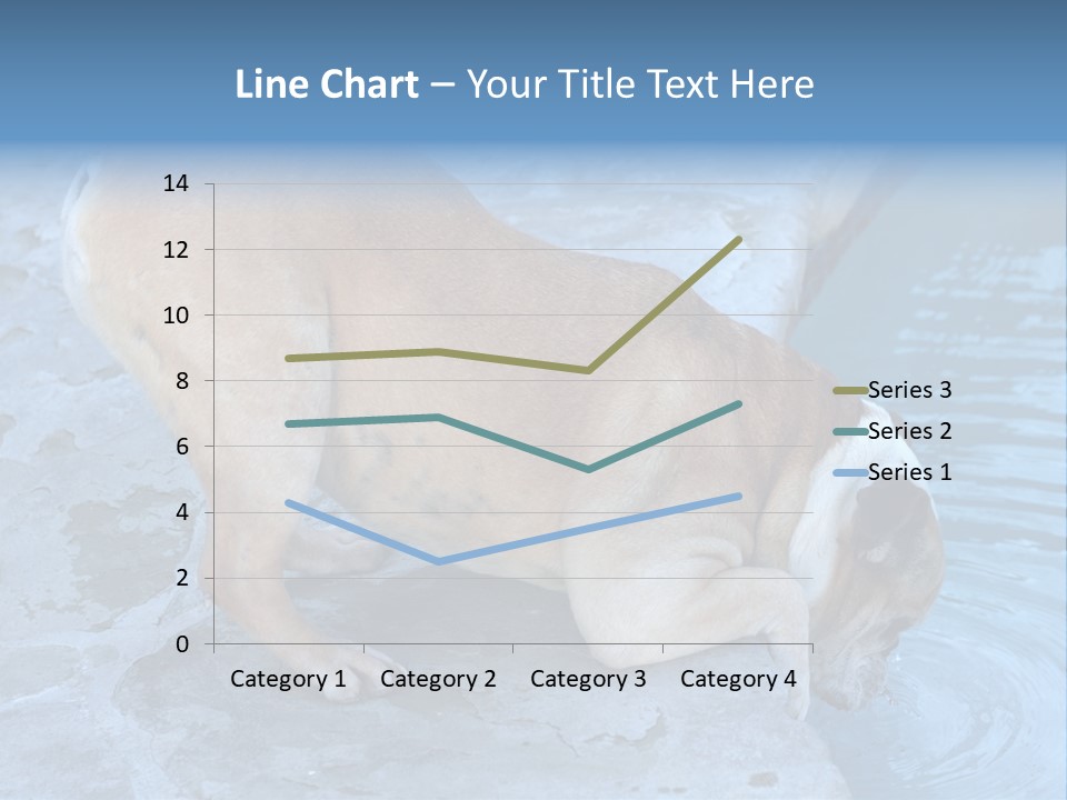 Bulldog Drinking From Swimming Pool PowerPoint Template