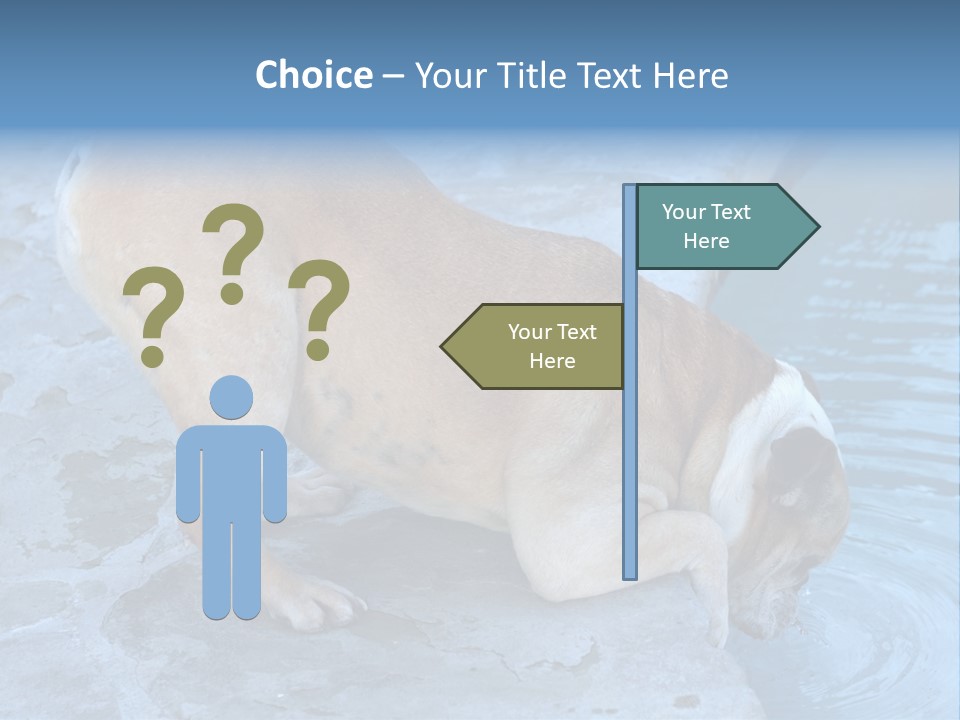 Bulldog Drinking From Swimming Pool PowerPoint Template