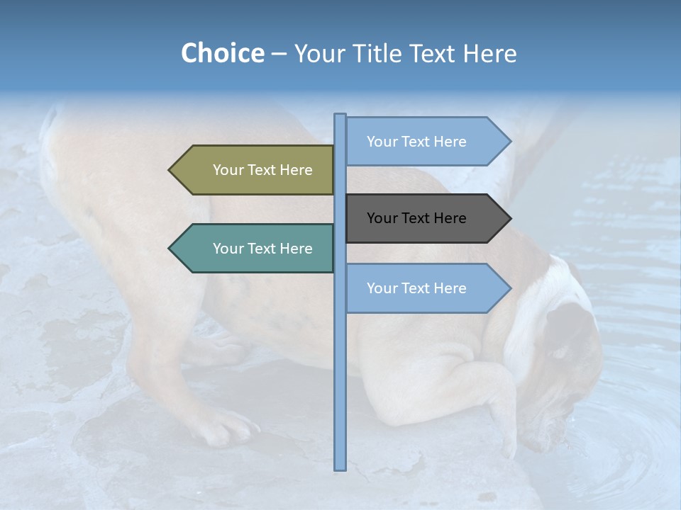 Bulldog Drinking From Swimming Pool PowerPoint Template