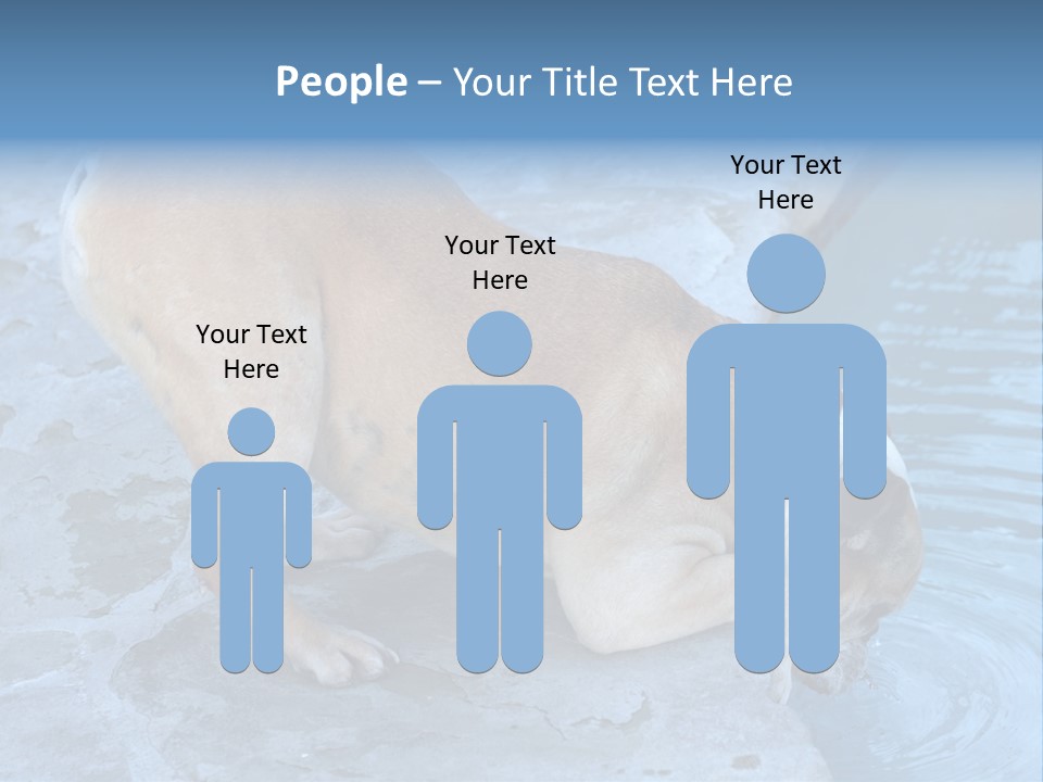 Bulldog Drinking From Swimming Pool PowerPoint Template