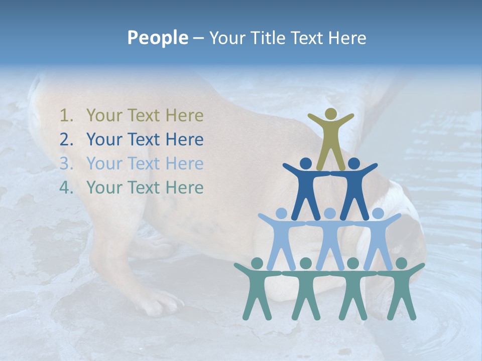 Bulldog Drinking From Swimming Pool PowerPoint Template