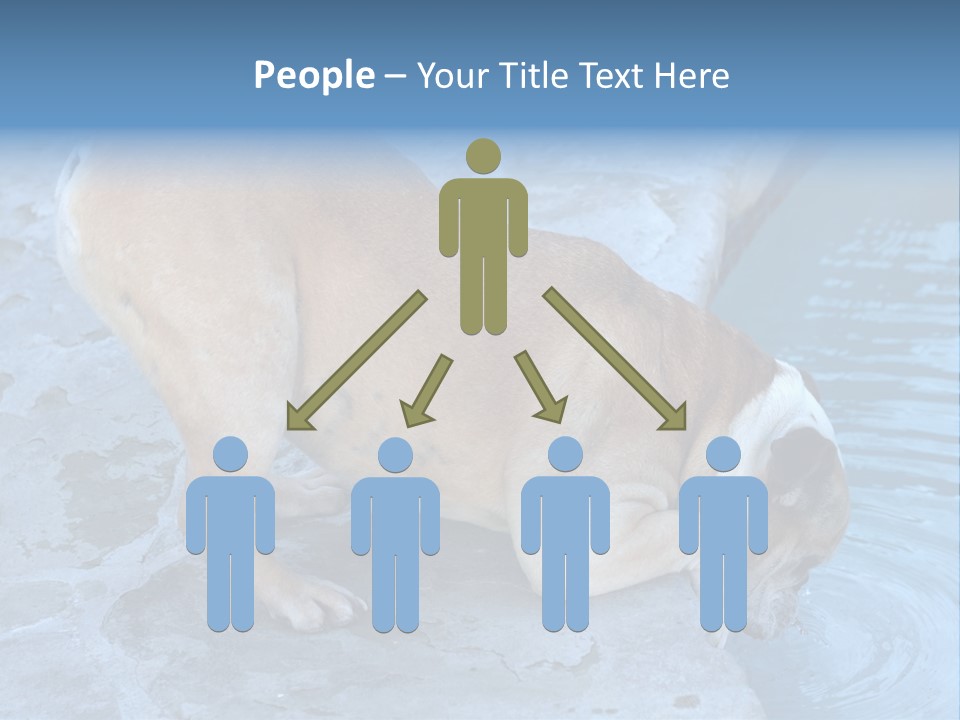 Bulldog Drinking From Swimming Pool PowerPoint Template