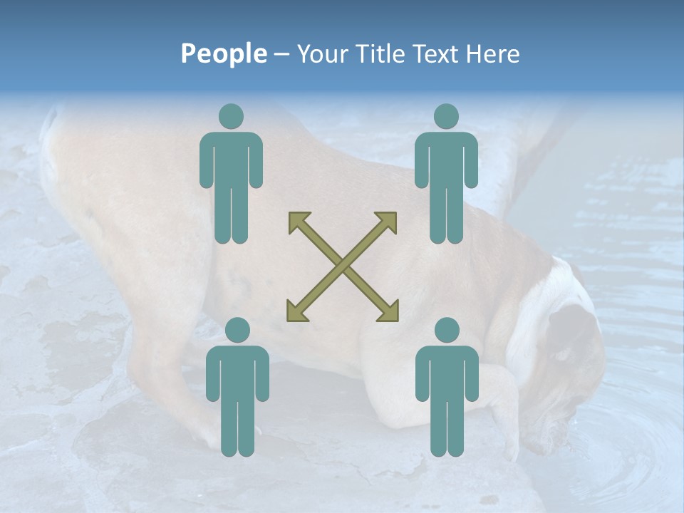 Bulldog Drinking From Swimming Pool PowerPoint Template
