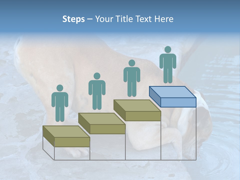 Bulldog Drinking From Swimming Pool PowerPoint Template