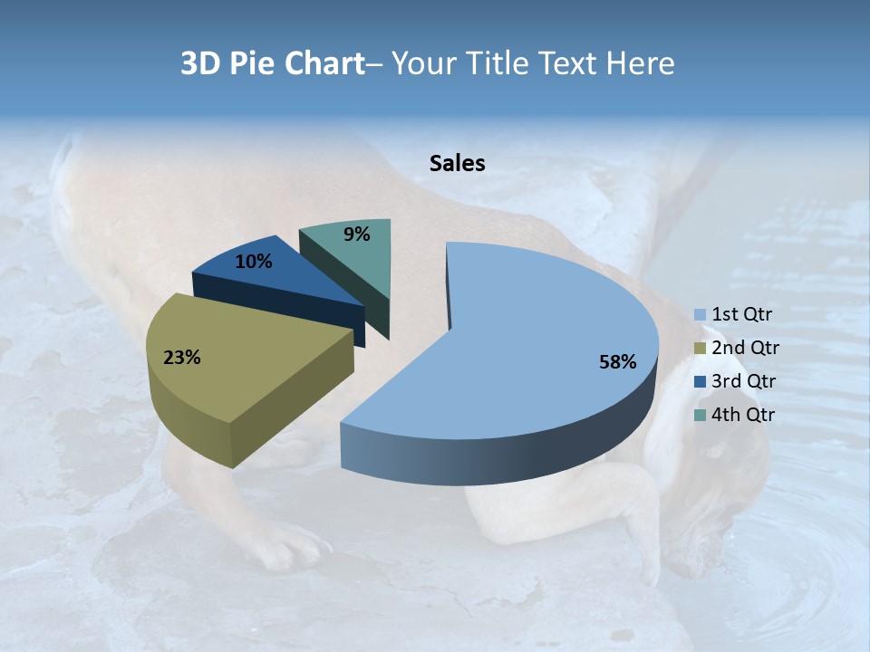 Bulldog Drinking From Swimming Pool PowerPoint Template