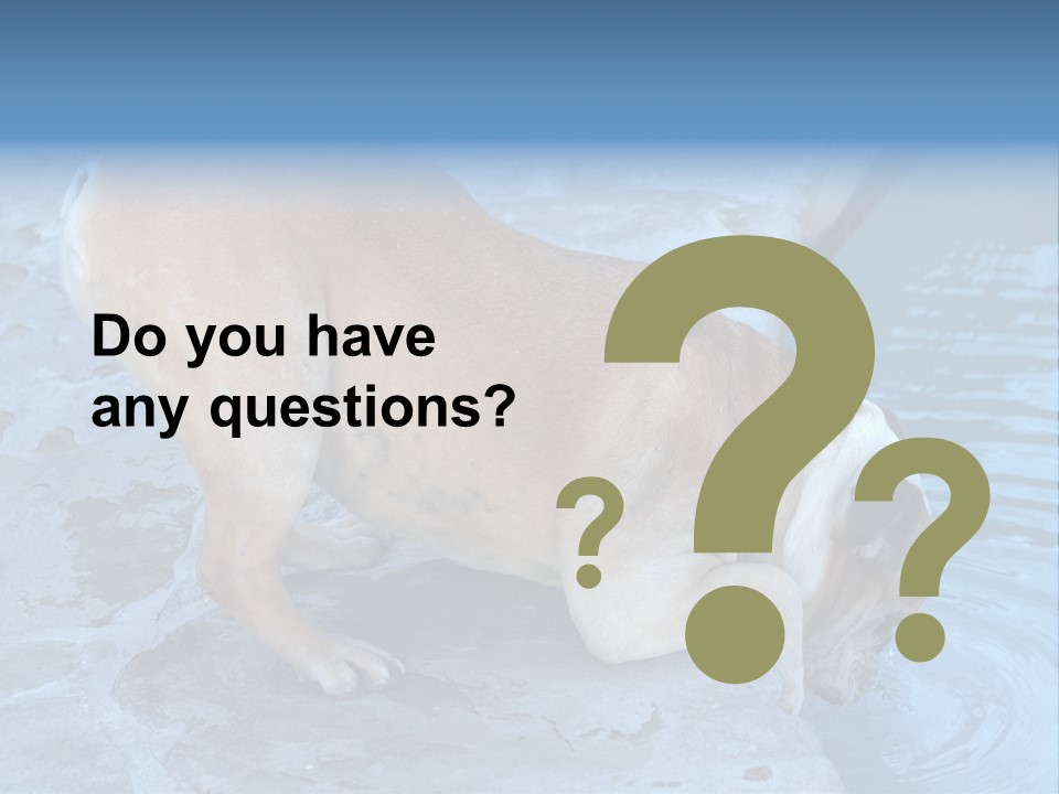 Bulldog Drinking From Swimming Pool PowerPoint Template