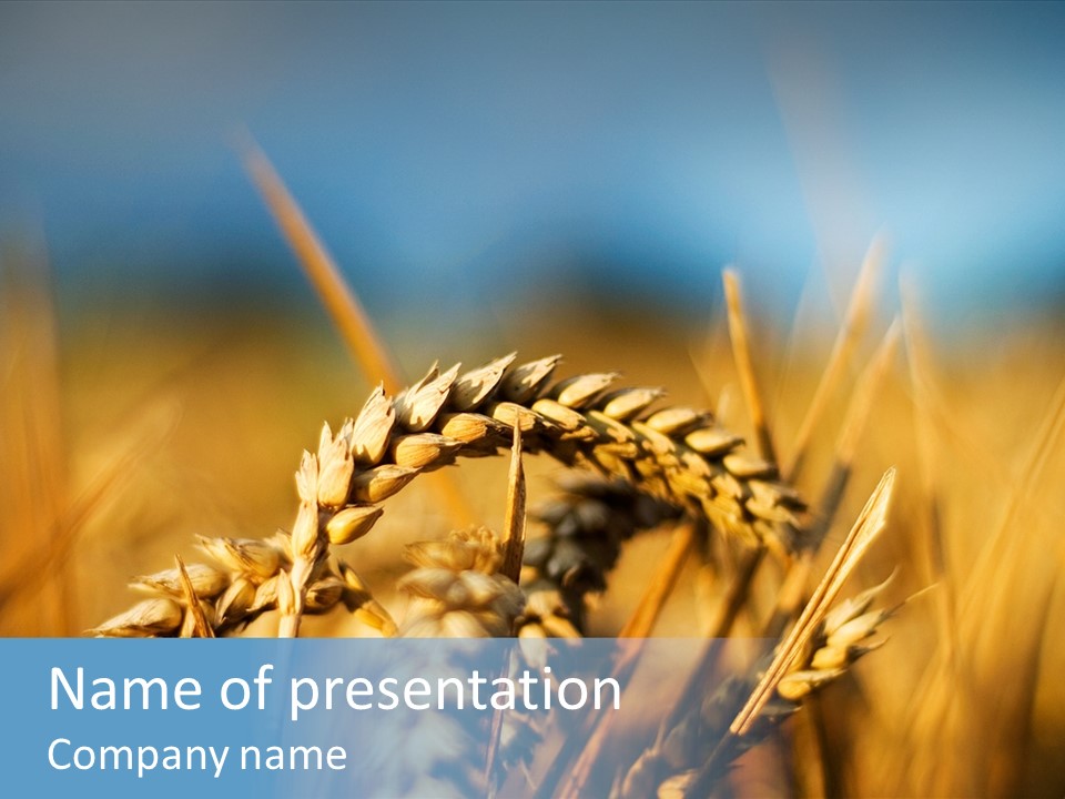 Wheat Closeup PowerPoint Template