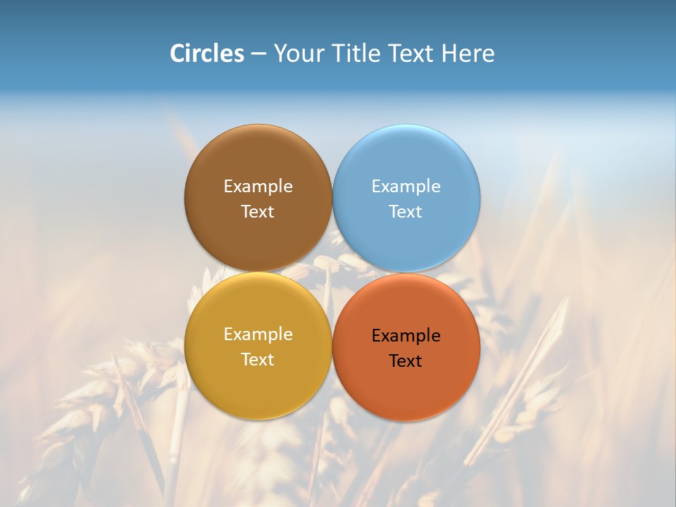 Wheat Closeup PowerPoint Template