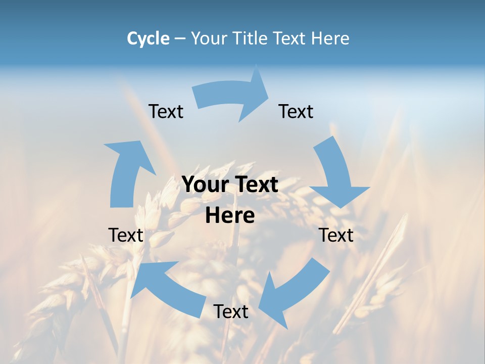 Wheat Closeup PowerPoint Template