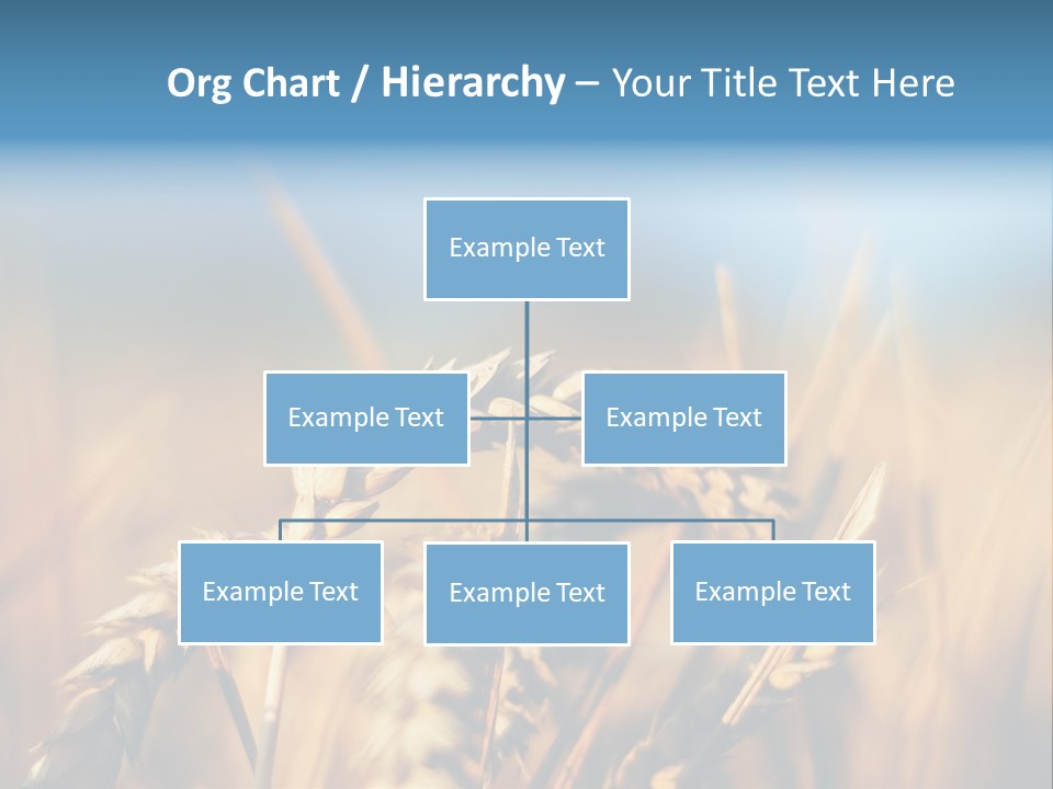 Wheat Closeup PowerPoint Template