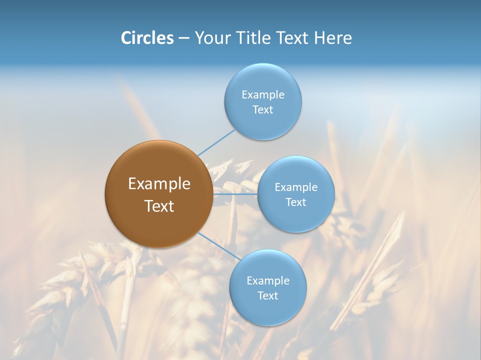 Wheat Closeup PowerPoint Template