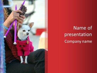 Chihuahua Wearing A Sweater Sitting On A Knitting Womans Lap PowerPoint Template