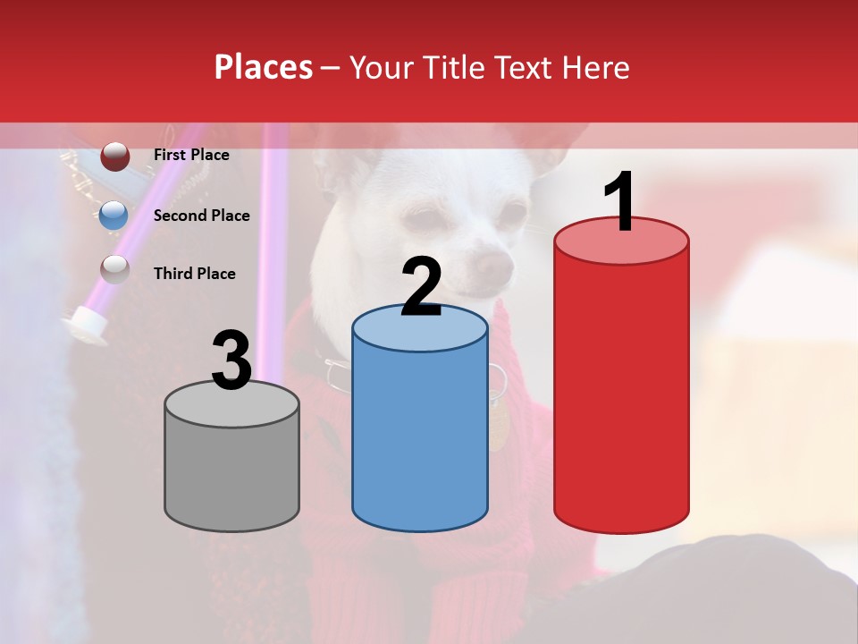 Chihuahua Wearing A Sweater Sitting On A Knitting Womans Lap PowerPoint Template