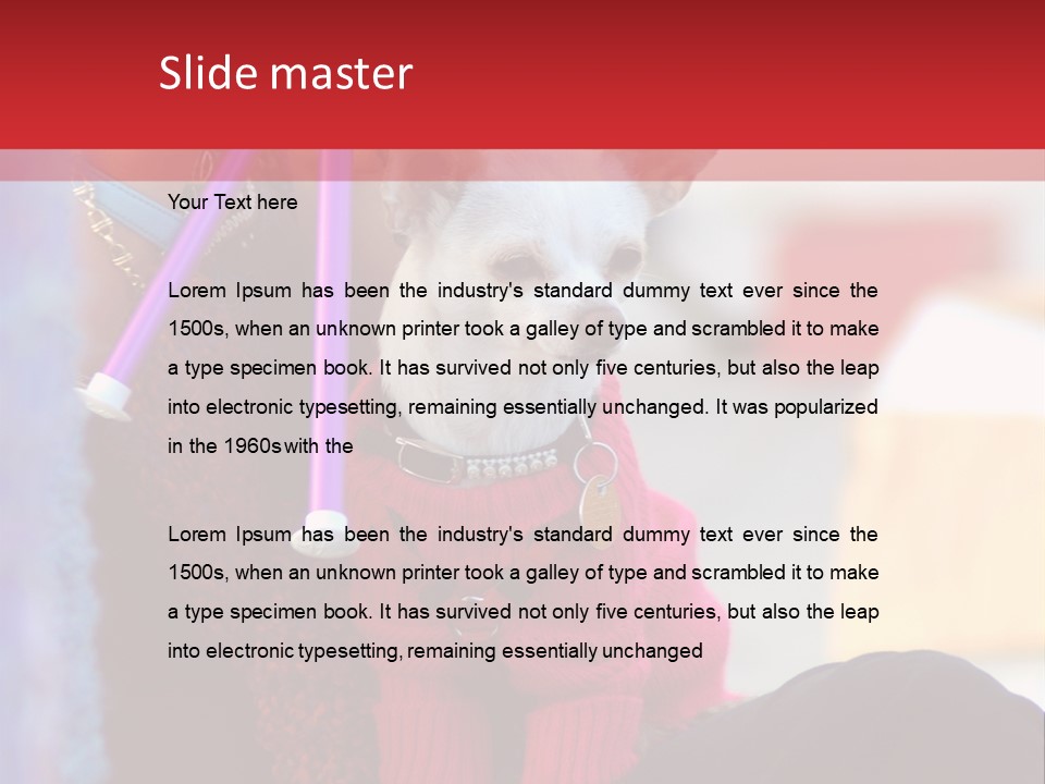 Chihuahua Wearing A Sweater Sitting On A Knitting Womans Lap PowerPoint Template