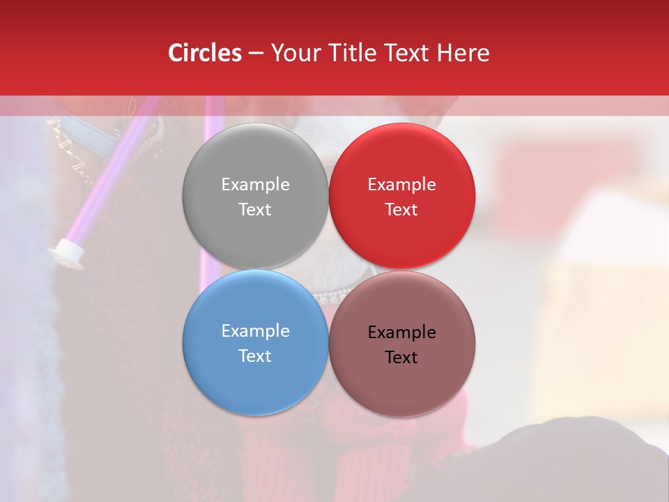 Chihuahua Wearing A Sweater Sitting On A Knitting Womans Lap PowerPoint Template