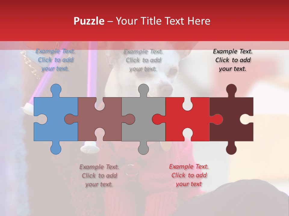 Chihuahua Wearing A Sweater Sitting On A Knitting Womans Lap PowerPoint Template