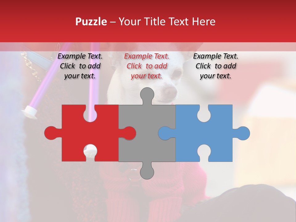 Chihuahua Wearing A Sweater Sitting On A Knitting Womans Lap PowerPoint Template