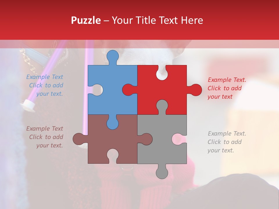 Chihuahua Wearing A Sweater Sitting On A Knitting Womans Lap PowerPoint Template